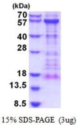 Recombinant Human KIAA0513 His Protein NBP2 52048 Bio Techne