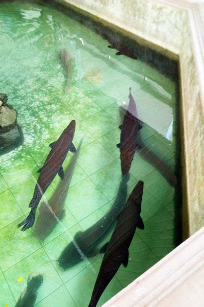 Arapaima Fish Habitat Care Feeding Tank Size Breeding Aquariumnexus