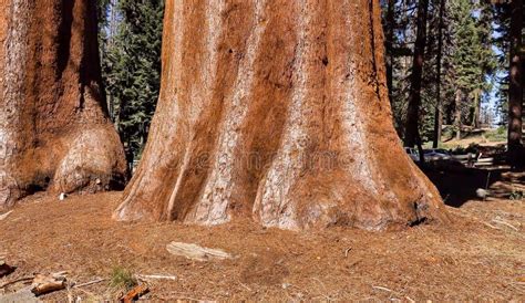 Sequoia National Park the Giant Forest Stock Photo - Image of park ...