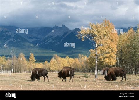 American bison, buffalo (Bison bison), grazing, largeste animal of ...