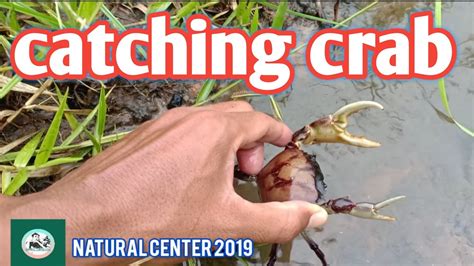 Crabs Amazing Catching Crab Find Crab Youtube