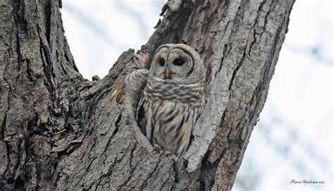 Chouette Ray E Barred Owl Montr Al Novembre November Flickr