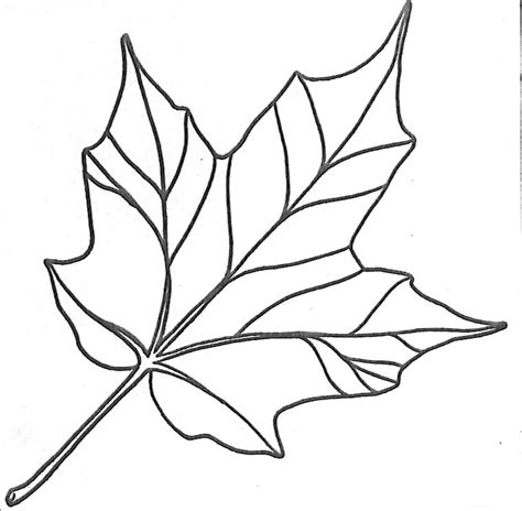 Free maple leaves coloring pages