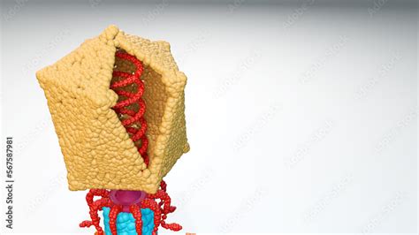 3d Illustration Depicted For The Viral Genome Present Inside The Capsid Of The Bacteriophage