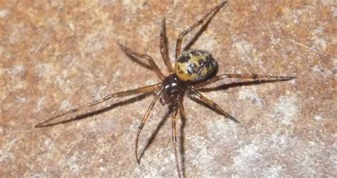 Triangulate Cobweb Spider Identification Facts And Pictures