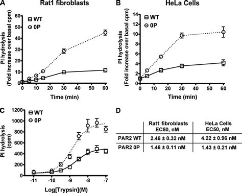 Activated Par2 Phosphorylation Is Critical For Desensitization A Rat1