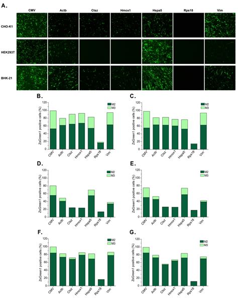 Screening Of Cho K1 Endogenous Promoters For Expressing Recombinant