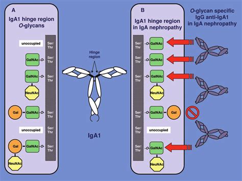 O Glycosylation Of Iga A The O Linked Sugars Of Iga Are Attached