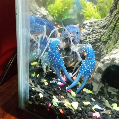 Procambarus Clarkii -French blue right? This mutation is suppose to be