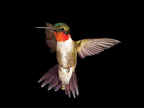 Ruby-throated Hummingbird | BirdNote