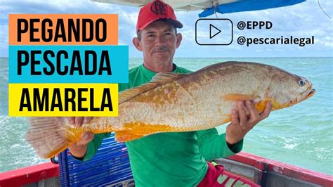 Pescaria Legall Sinta A Adrenalina Da Captura De Uma Pescada Amarela