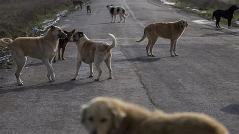 Ak Parti Den Sokak Hayvanlar D Zenlemesiyle Ilgili Yeni A Klama