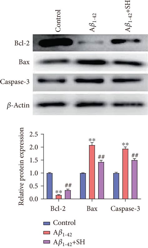 Sh Attenuated A Induced Hippocampal Alterations Oxidative Stress