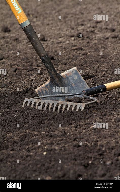 A Spade And A Rake In The Soil In Ground Raised Vegetable Bed In The