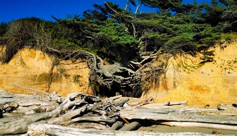 Tree Of Life Olympic National Park Washington State Usa Oc