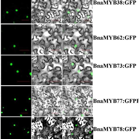 Subcellular Localization Of Bnamyb Proteins In Nicotiana Benthamiana