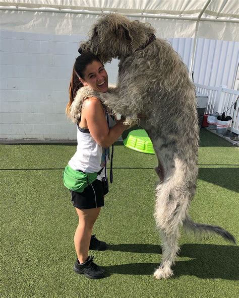 PsBattle: Irish Wolfhound hugging a girl : r/photoshopbattles