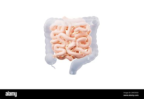 Intestinal Tract With Digestive Health Concept 3d Rendering 3d