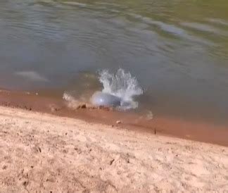 Boto é flagrado pescando em General Carneiro