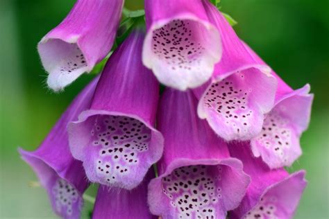 Beautiful Yet Poisonous Flowers You Should Only Plant With Caution