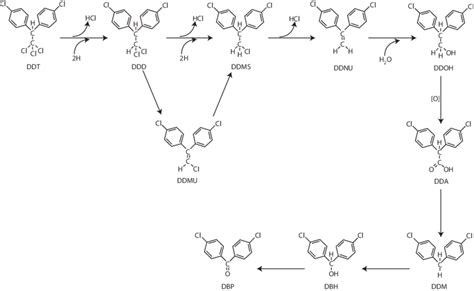 7 Bacterial Transformation Of Ddt Via Reductive Dechlorination