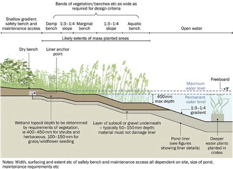 Graphical Illustration Of A Wetland Profile Of Pond Details Woods