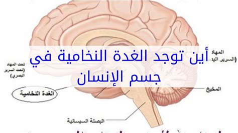 هرمونات الغدة النخامية اهم هرمونات الغدد النخامية حنان خجولة