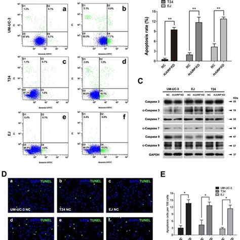 Knockdown Of Hjurp Induced Cell Cycle Arrest At G0g1 Phase In Bca