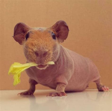 Naked Guinea Pig Poses With All His Favorite Foods The Dodo