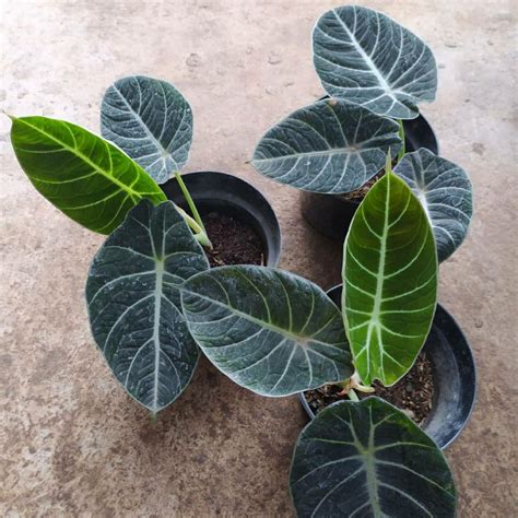 Jual Alocasia Black Velvet Tanaman Hias Shopee Indonesia