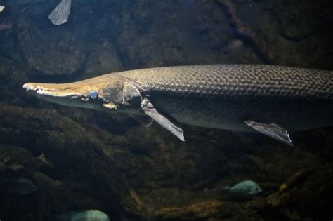 √ Aquarium Full Grown Alligator Gar Fischlexikon