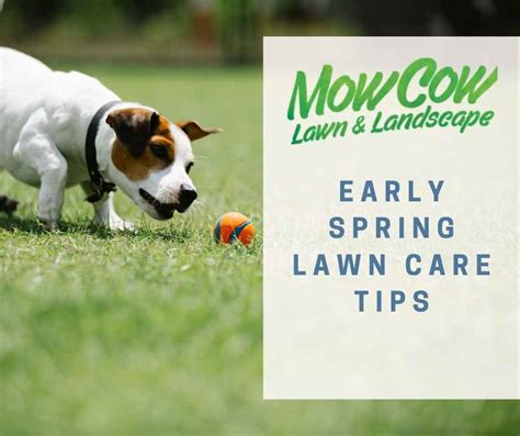 Early Spring Lawn Care Our Top 16 Tips