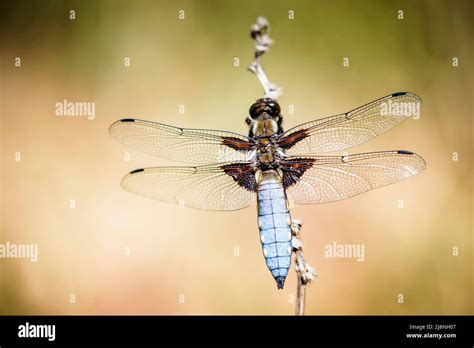 Abdomen azul tiza fotografías e imágenes de alta resolución Alamy