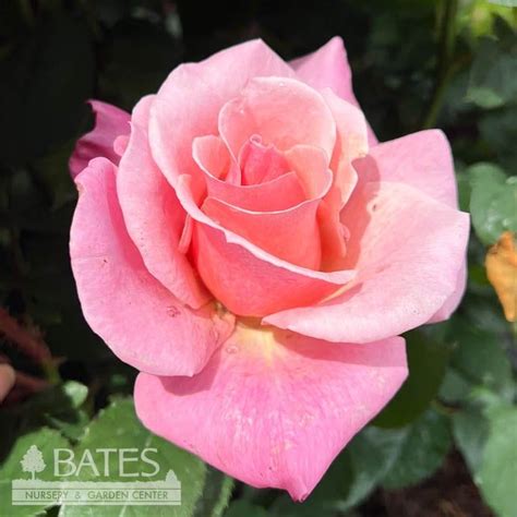 3 Rosa First Prize Pink Hybrid Tea Rose No Warranty