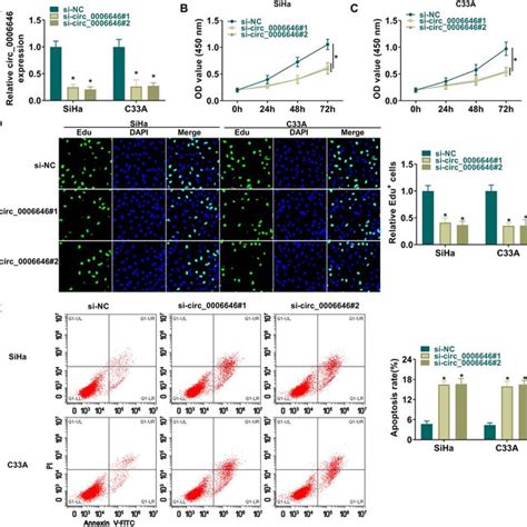 Circ Silencing Confined Cc Cell Proliferation And Apoptosis A