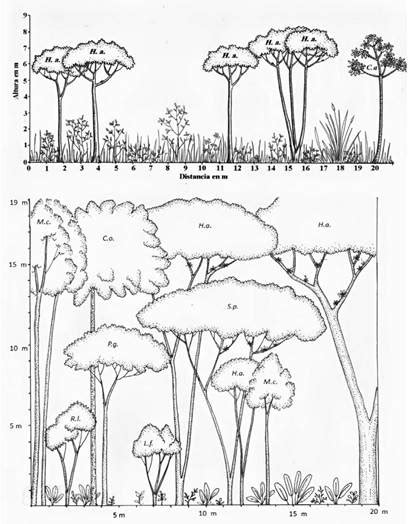 Cambios En La Estructura Vertical Y Composici N Flor Stica En La