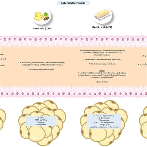 Heat Map For Correlations Between Biochemical Indicators And Gut