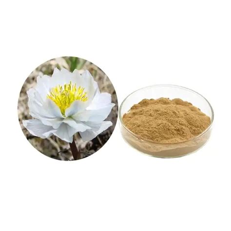 Snow Lotus Extract Kavalactones Kava Root Powder Kava Extract