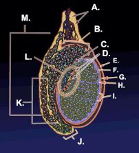 Testicle Wikipedia