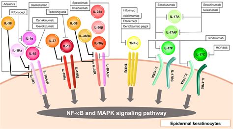 Frontiers Input Output Cytokines In Epidermal Keratinocytes And The