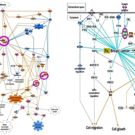 Canonical Pathways Derived Using The IPA Tool A Kinetochore