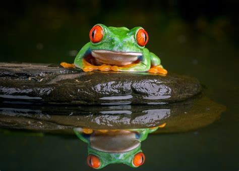 1370882 4k Red Eyed Tree Frog Frogs Eyes Green Rare Gallery Hd