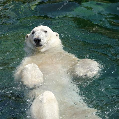 Eisbär (ursus maritimus) schwimmt im Wasser - Stockfotografie: lizenzfreie Fotos © villy ...