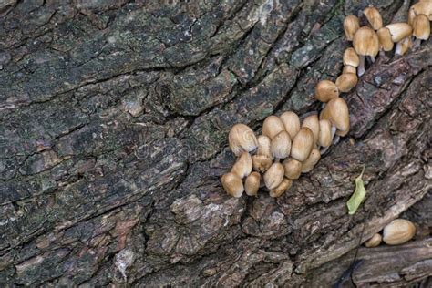 Mushroom Colony Of Mica Cap On The Bark Of A Tree Stock Photo Image