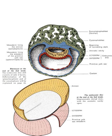 Notes On General Embryology Gastrulation Week Of Development