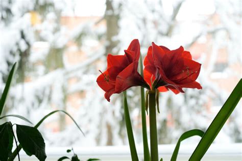 Amaryllis Schneiden So Bl Ht Sie Wieder