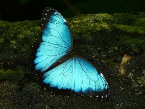 Blue Morpho Butterflies Butterfly Conservatory Niagara F Flickr