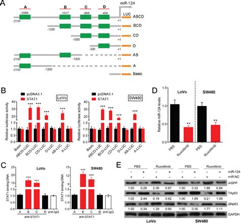 The Mir 124 P63 Feedback Loop Modulates Colorectal Cancer Growth