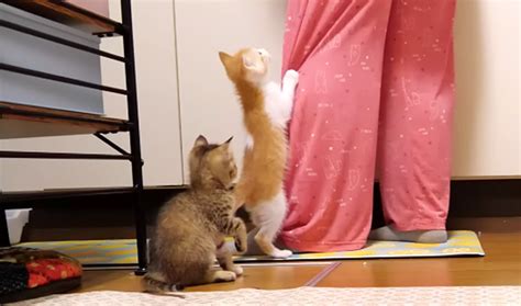 早くご飯が食べたい子猫達。1秒も待てなくて「早く早く！」と可愛い姿で急かしてきた！ エウレカねこ部