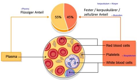 Anatomie Blut Flashcards Quizlet